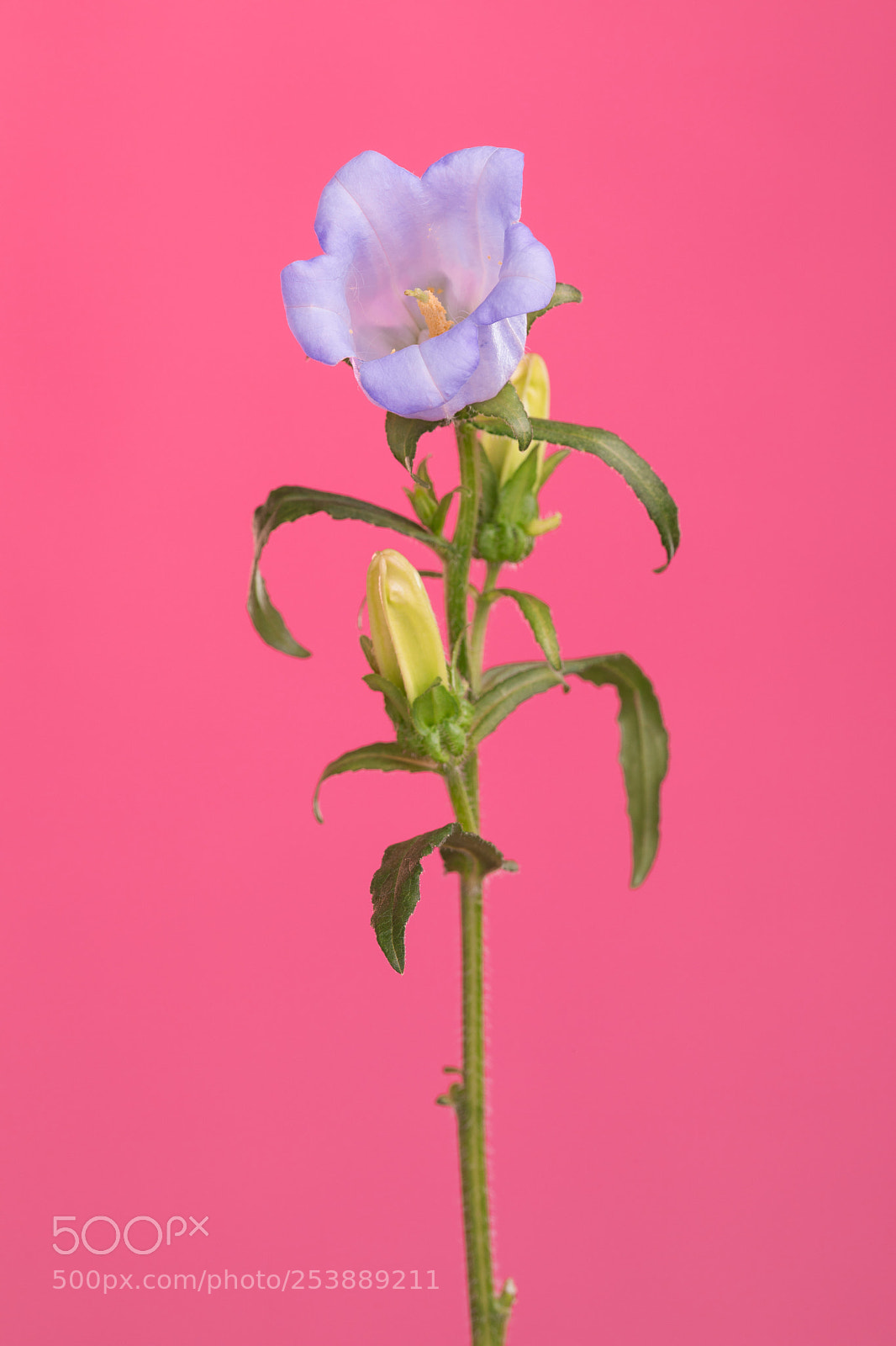 Canon EOS 5D Mark IV sample photo. Pink photography