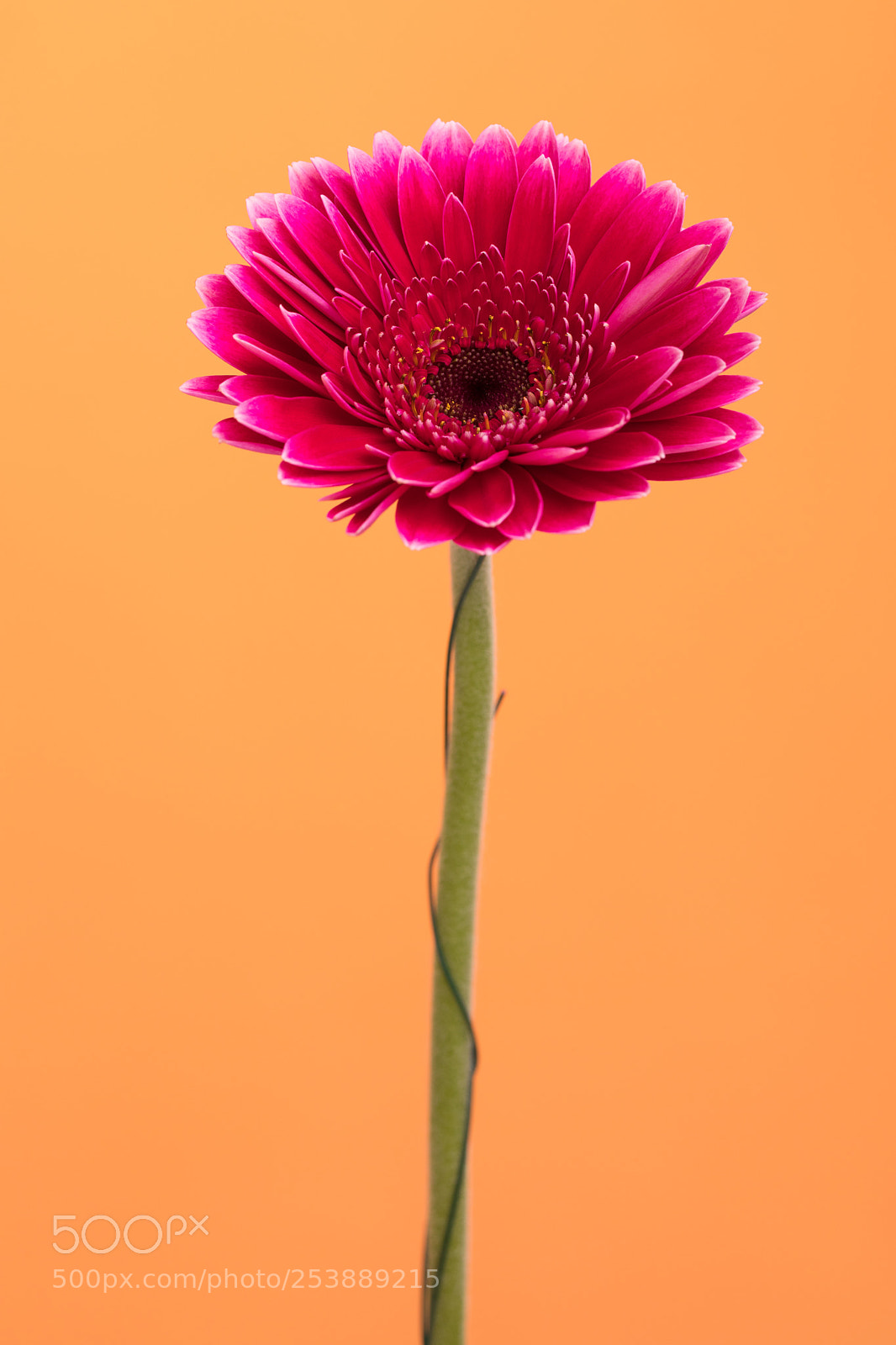 Canon EOS 5D Mark IV sample photo. Orange photography