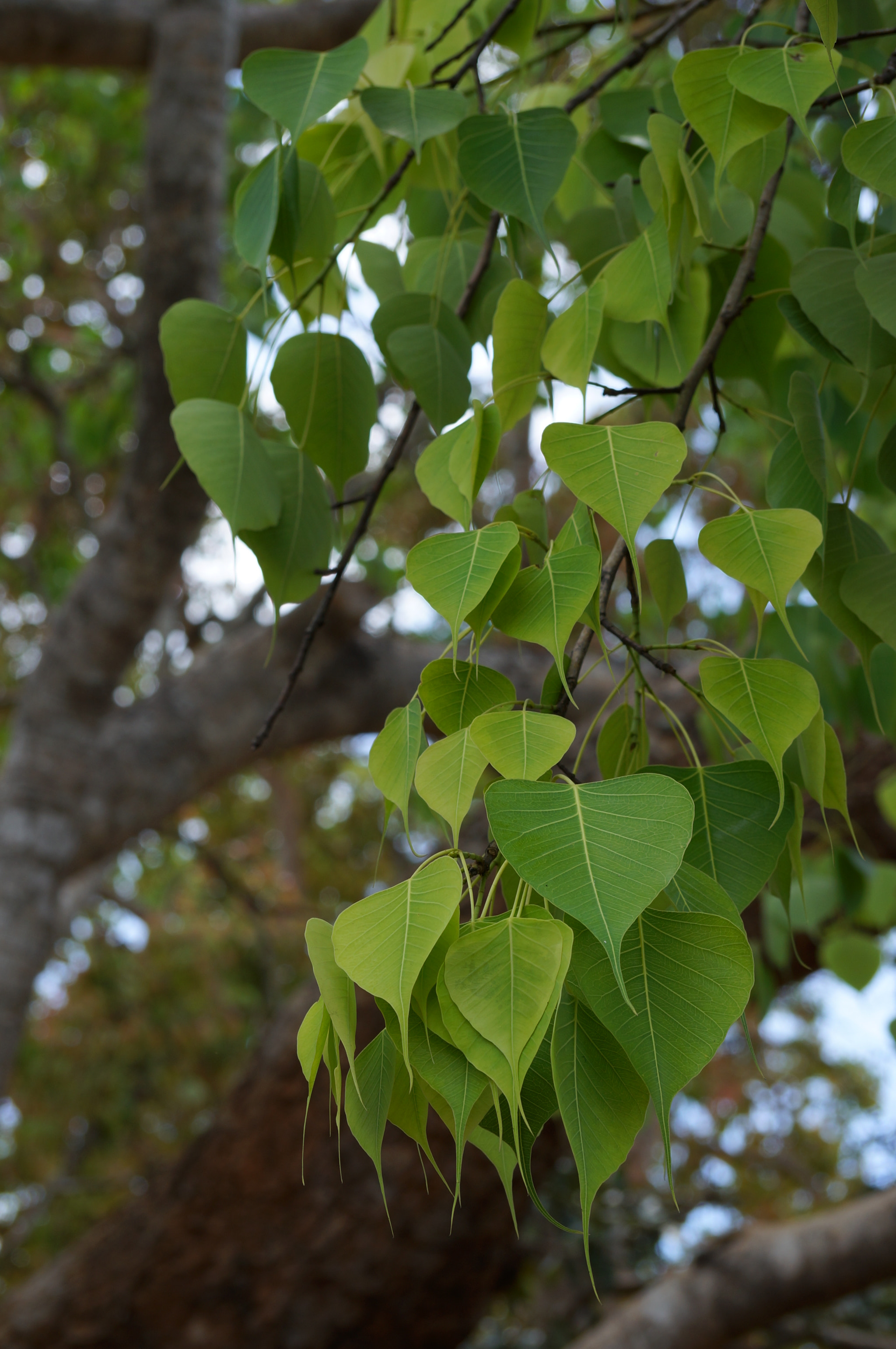 Sony SLT-A57 sample photo. Tender leves photography