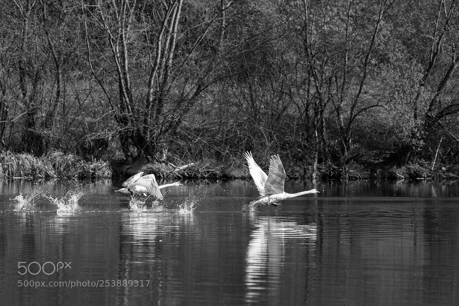 Canon EOS 5D Mark IV sample photo. Swans photography