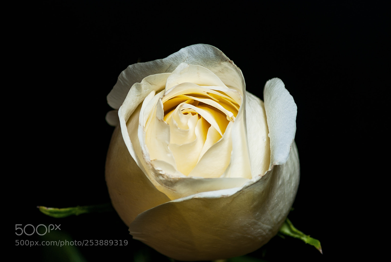 Sony Alpha DSLR-A230 sample photo. White rose photography