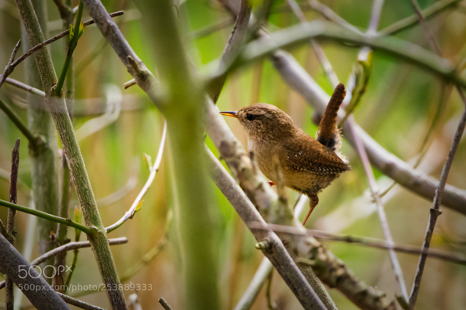 Nikon D7100 sample photo. Ever so small and photography
