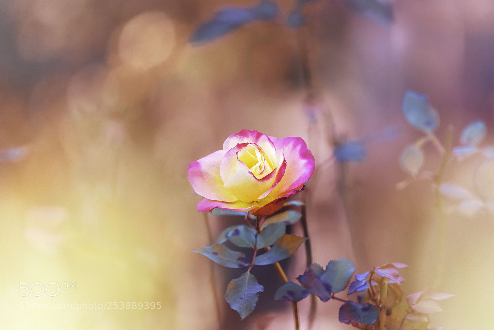 Nikon D810 sample photo. Beauty photography