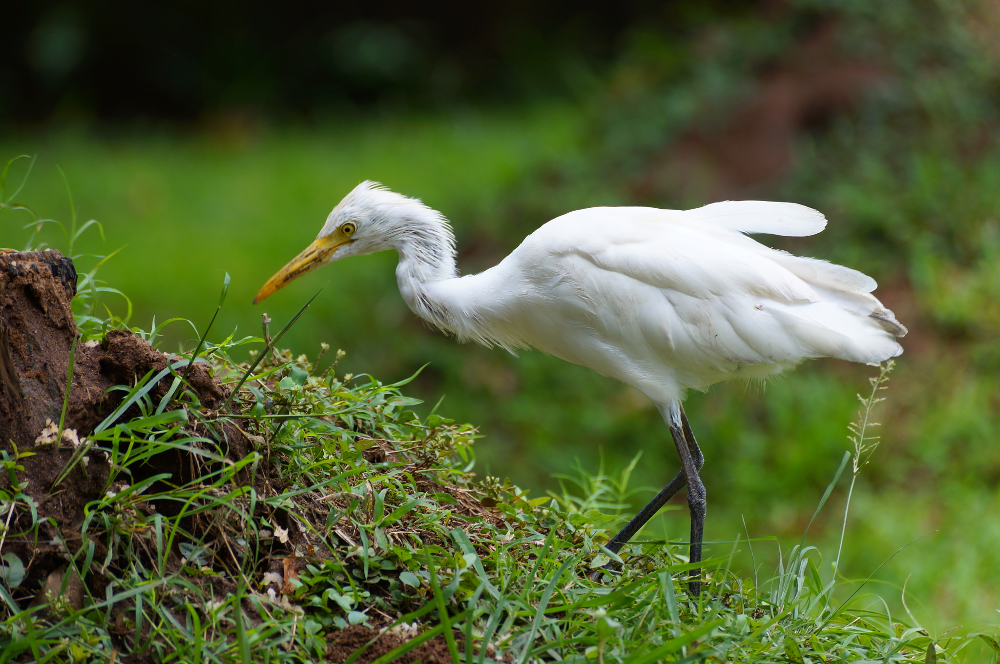 Sony SLT-A57 sample photo. A bird searching for food photography