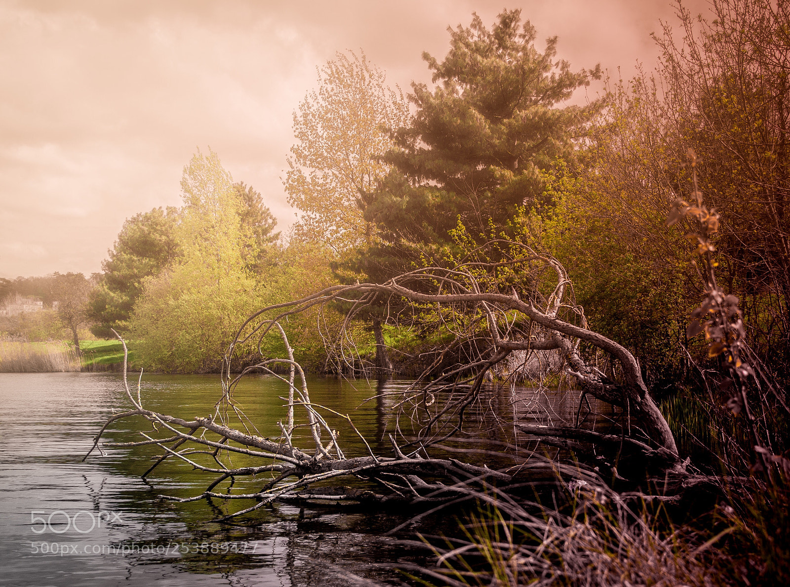 Nikon D5000 sample photo. Deadwood (new post prod) photography
