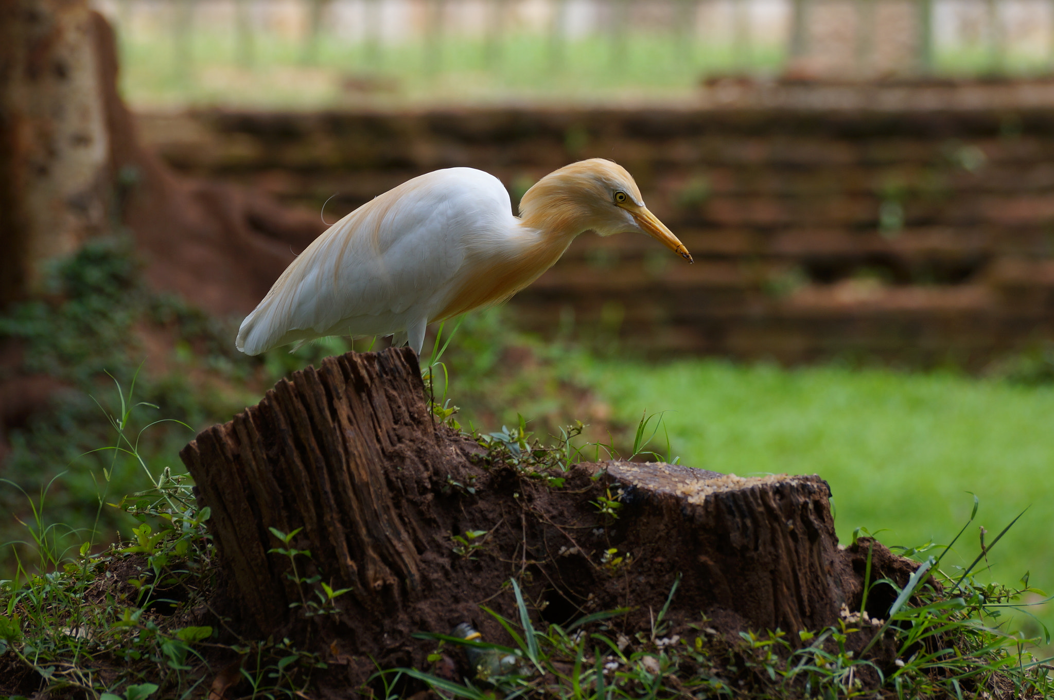 Sony SLT-A57 sample photo. A bird searching for food photography