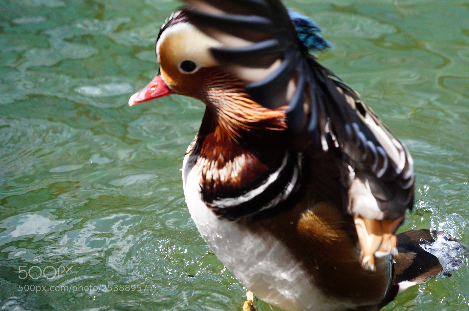 Sony Alpha NEX-3N sample photo. Mandarin duck photography