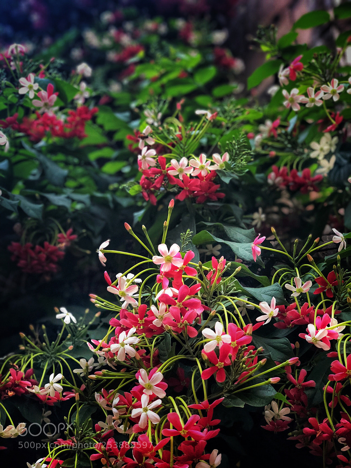 Apple iPhone X sample photo. Floral  photography
