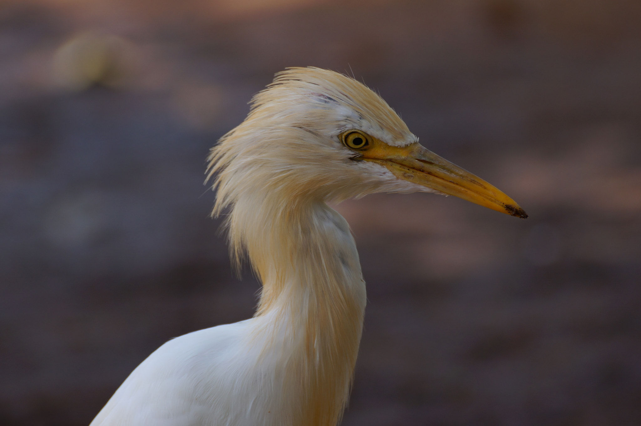Sony SLT-A57 sample photo. A bird at a distnace photography