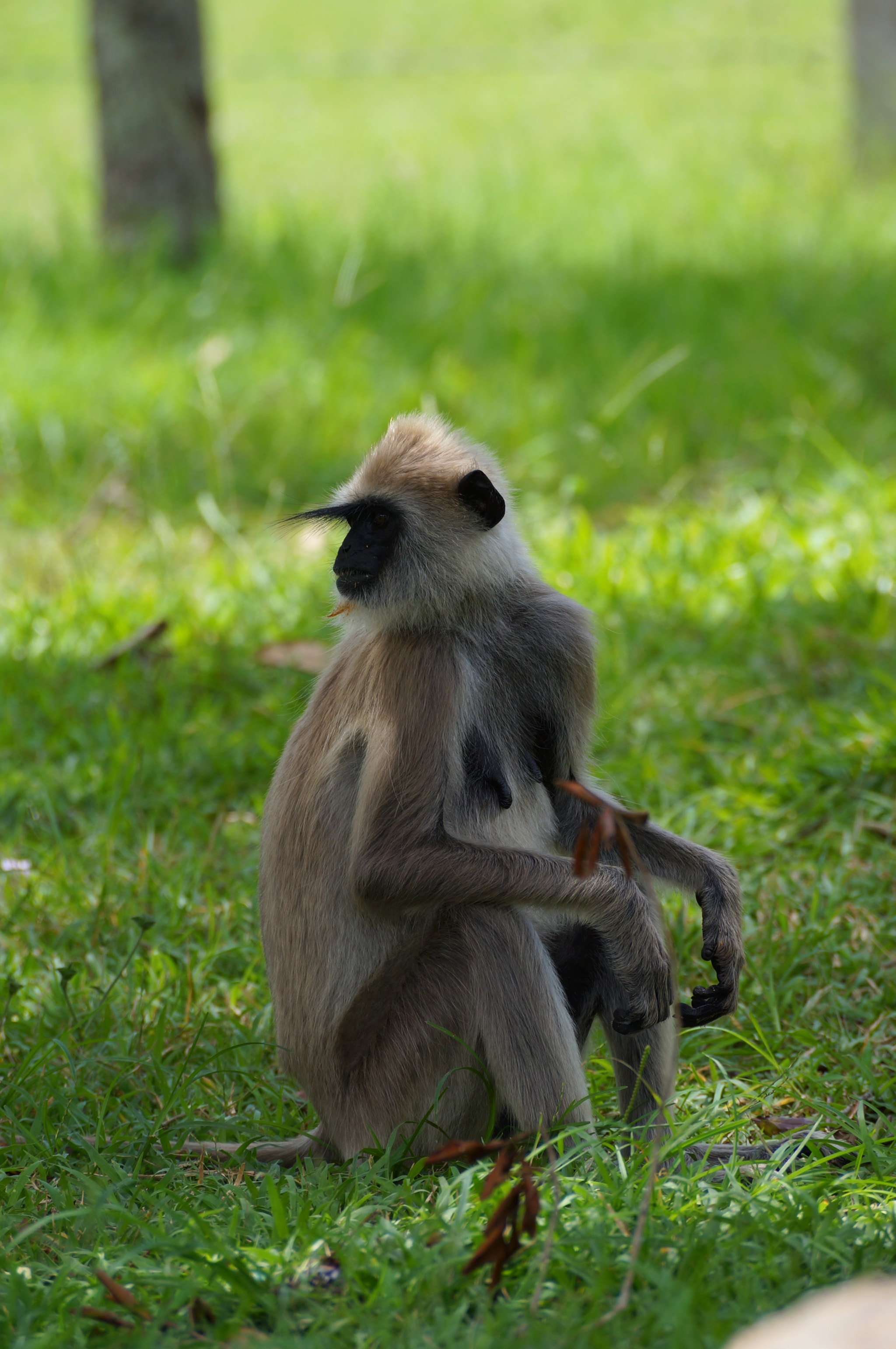Sony SLT-A57 sample photo. A monkey looking back photography