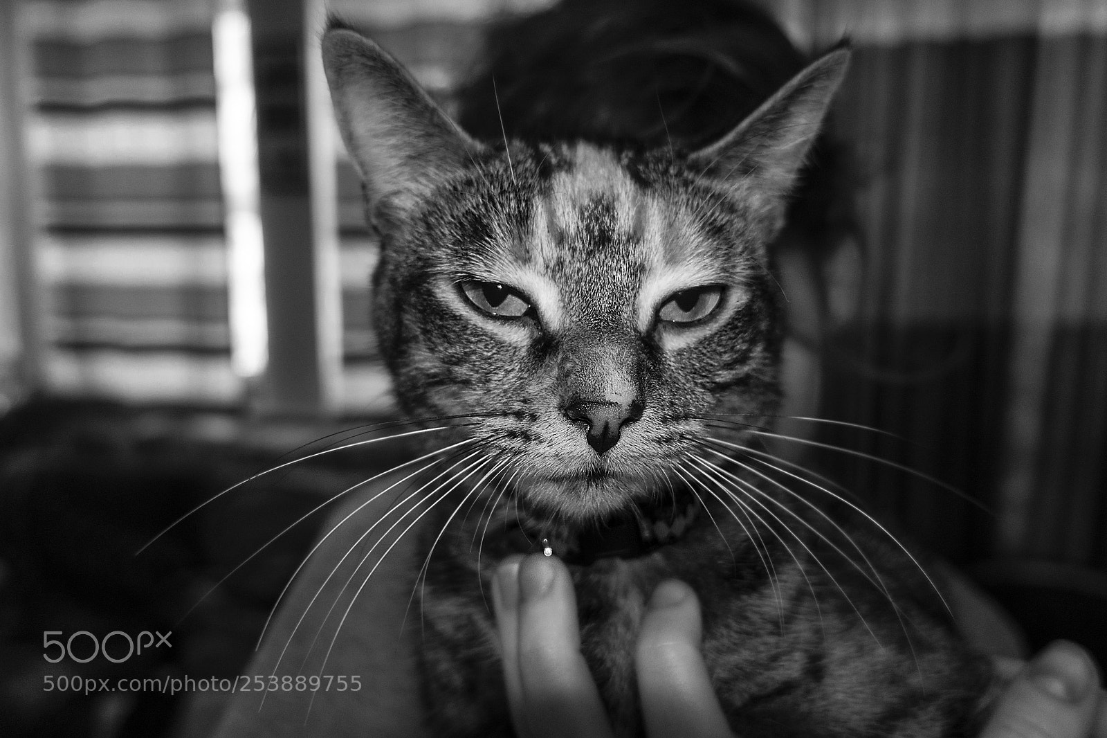 Sony Cyber-shot DSC-RX100 IV sample photo. Cat portrait photography