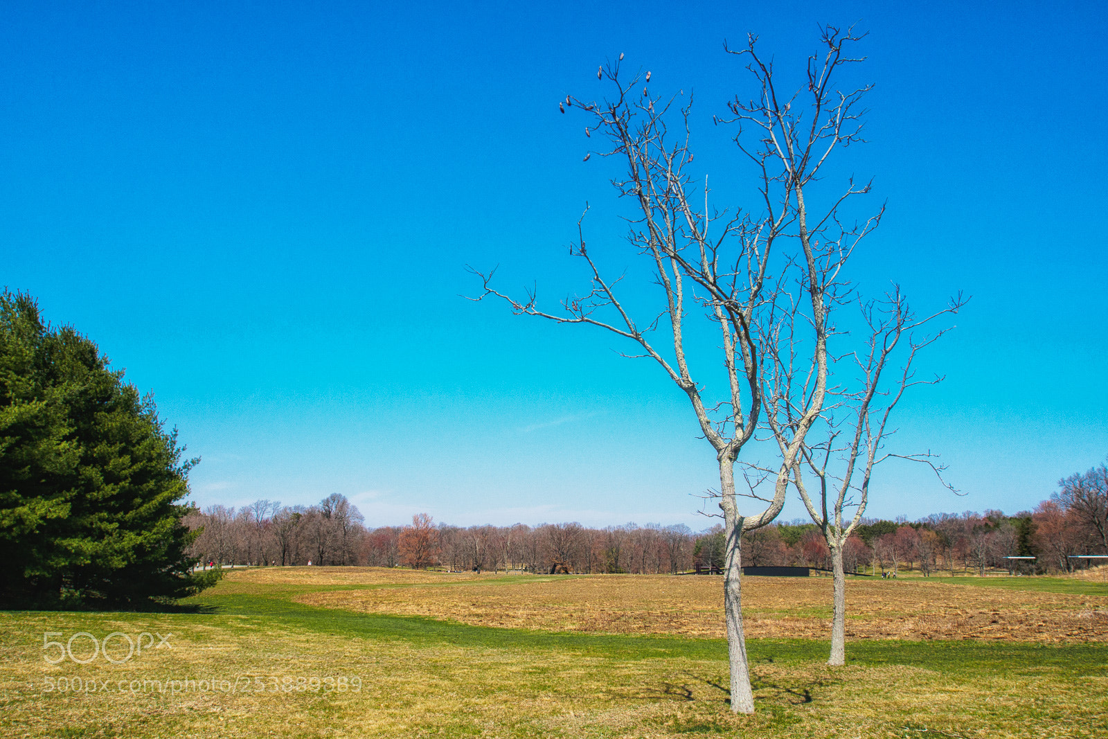 Olympus OM-D E-M5 sample photo. Double trees photography