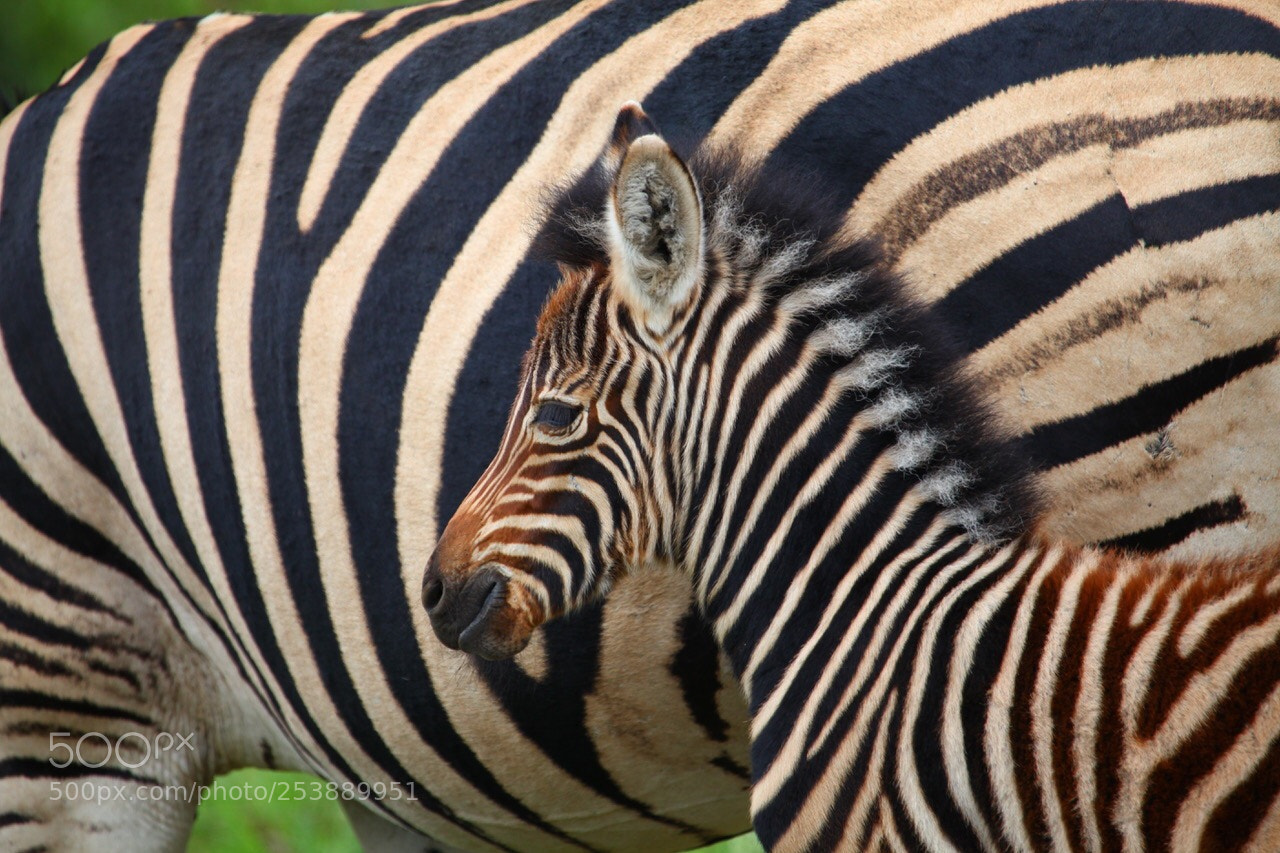 Canon EOS 5D Mark II sample photo. Zebra close to mama photography