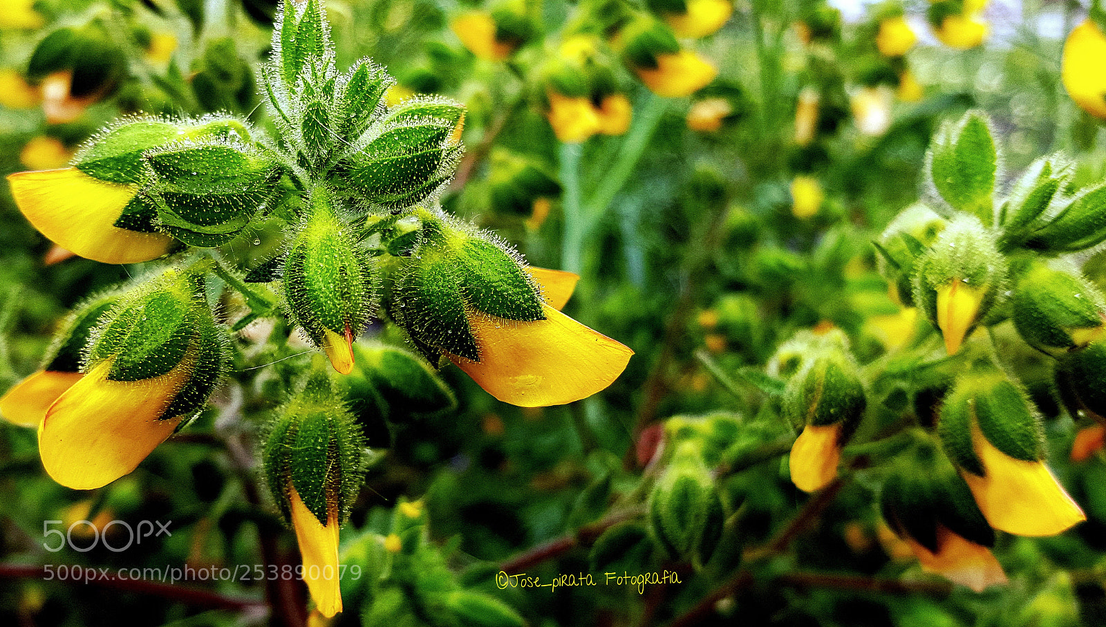 Samsung Galaxy S6 sample photo. Amarillo y verde photography