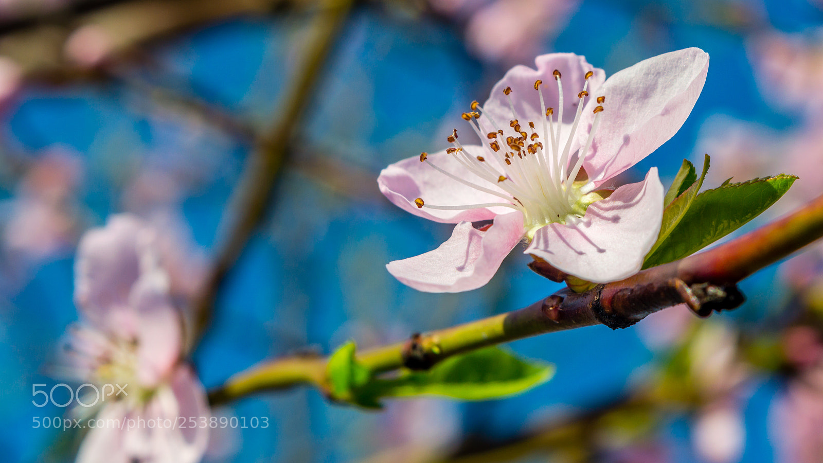 Nikon D3200 sample photo. Pink spring dreams photography