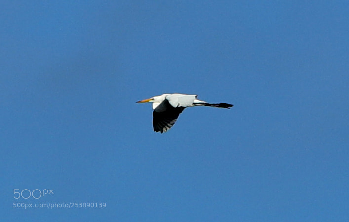 Canon EOS-1D X Mark II sample photo. 04-16-18-0013025.jpg photography