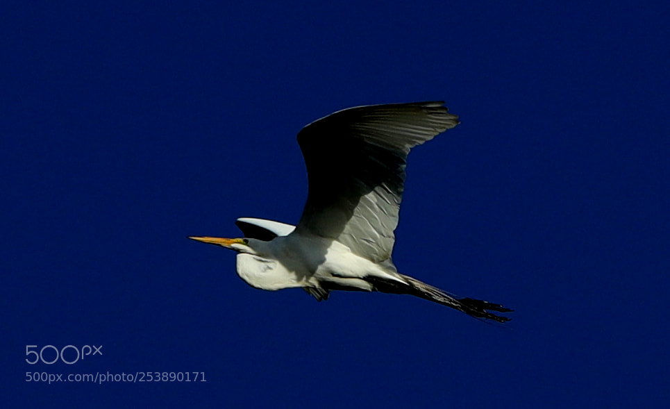 Canon EOS-1D X Mark II sample photo. 04-16-18-0013021.jpg photography