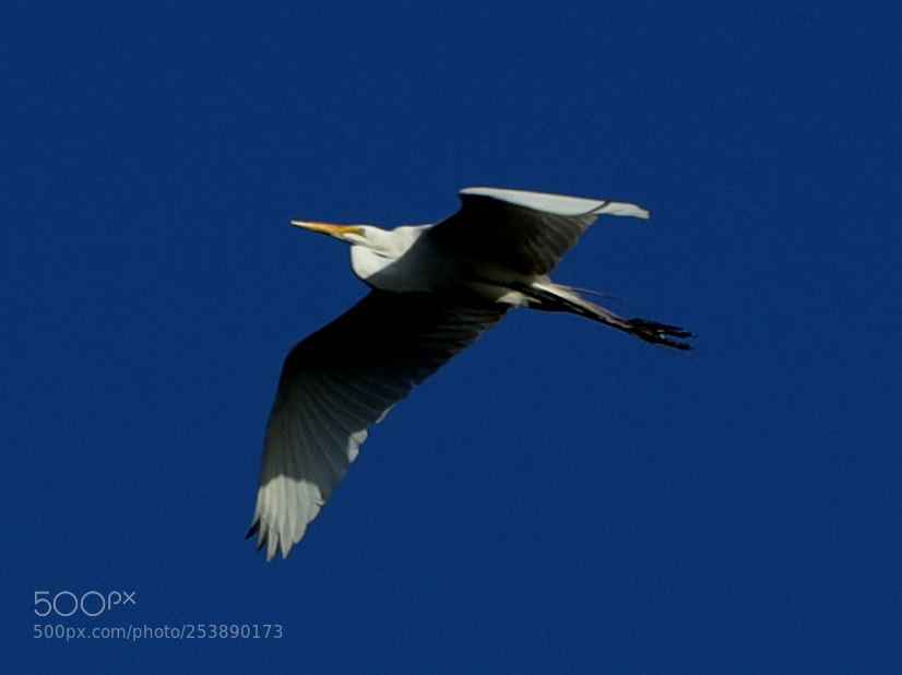 Canon EOS-1D X Mark II sample photo. 04-16-18-0013023.jpg photography