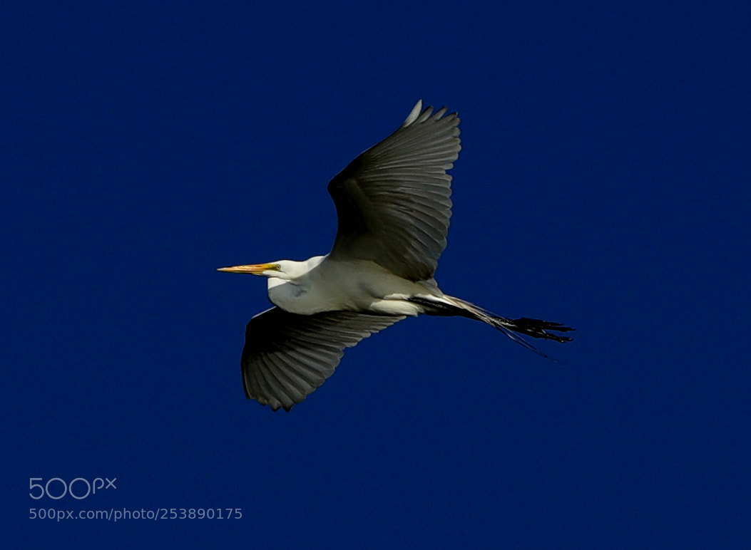 Canon EOS-1D X Mark II sample photo. 04-16-18-0013020.jpg photography