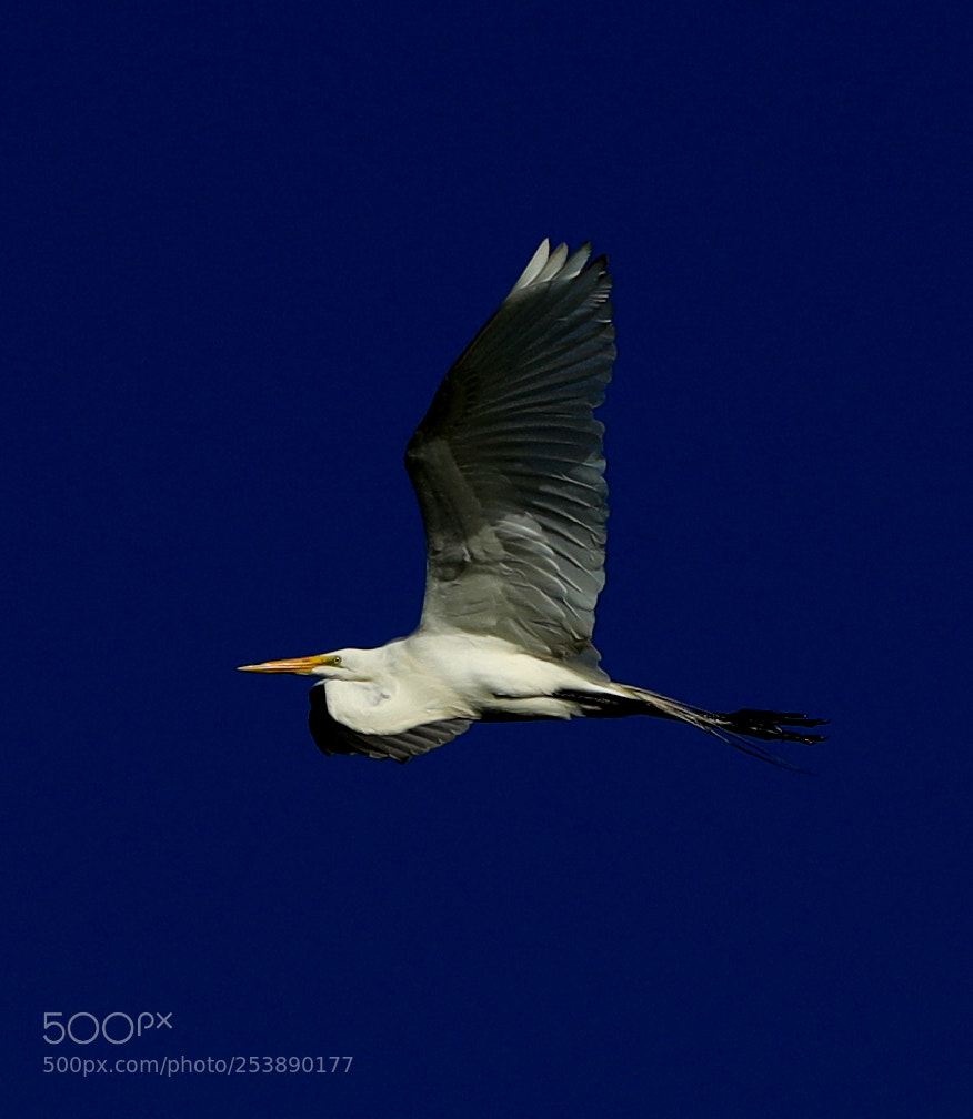 Canon EOS-1D X Mark II sample photo. 04-16-18-0013019.jpg photography