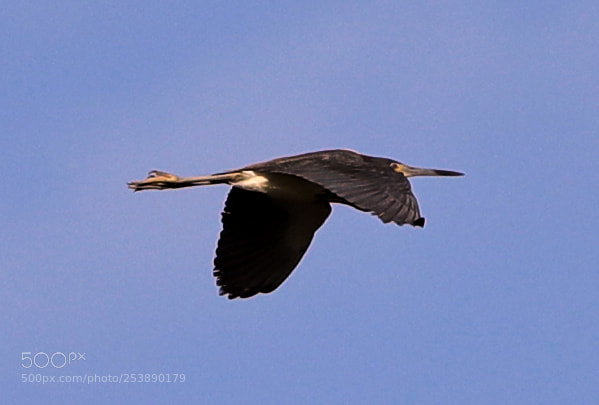 Canon EOS-1D X Mark II sample photo. 04-16-18-0013017.jpg photography