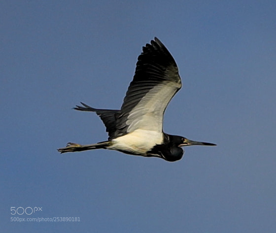 Canon EOS-1D X Mark II sample photo. 04-16-18-0013016.jpg photography