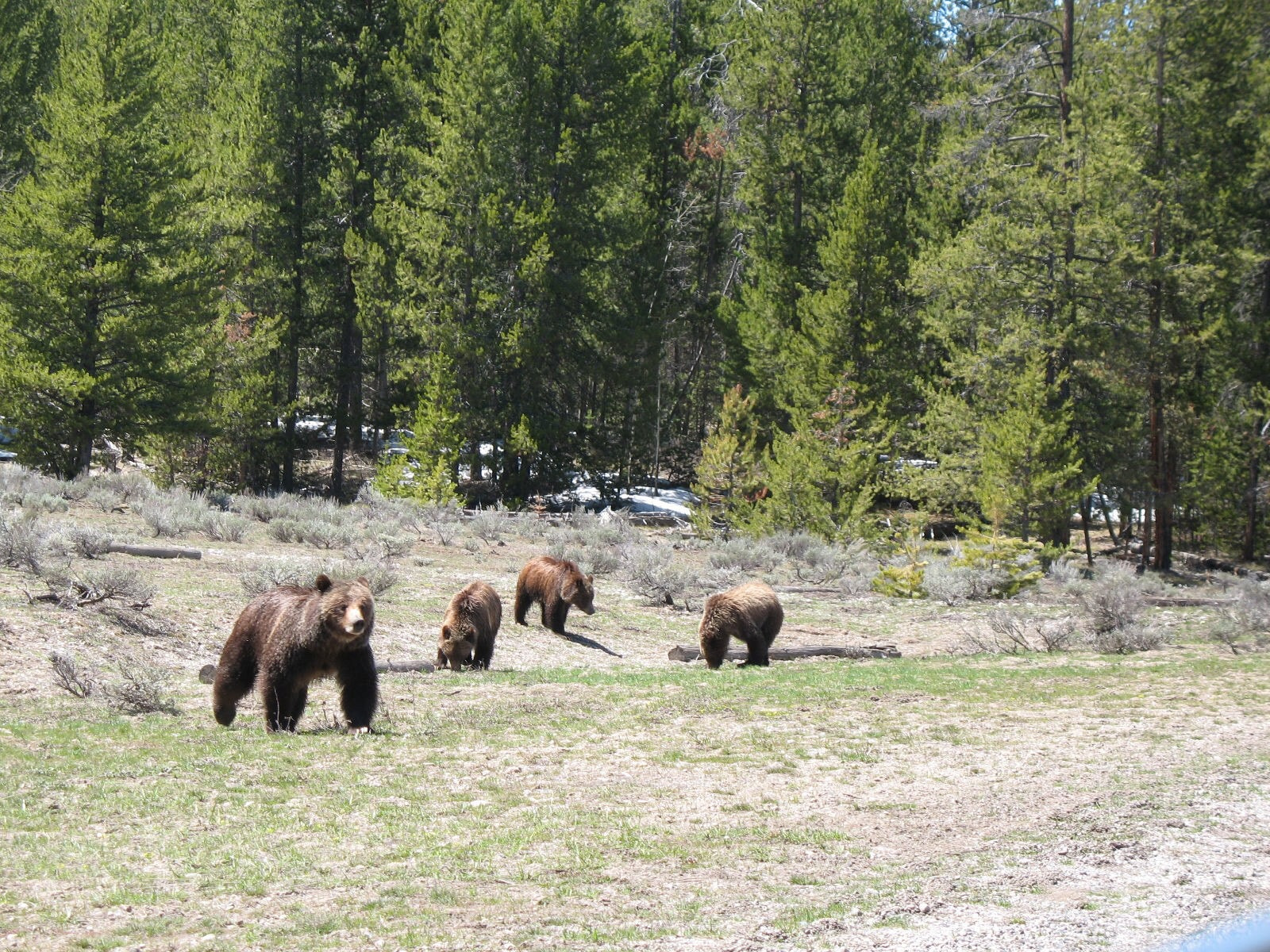 Canon POWERSHOT A620 sample photo. Grizzly bear momma & cubs photography