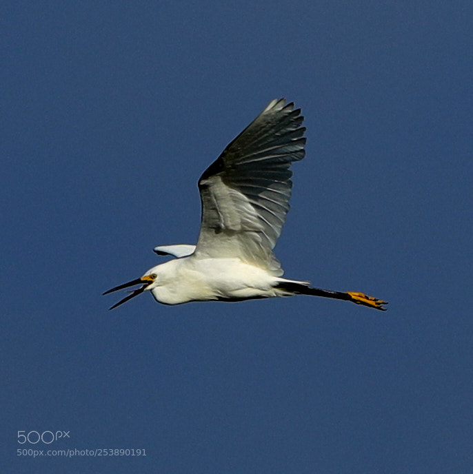 Canon EOS-1D X Mark II sample photo. 04-16-18-0013014.jpg photography