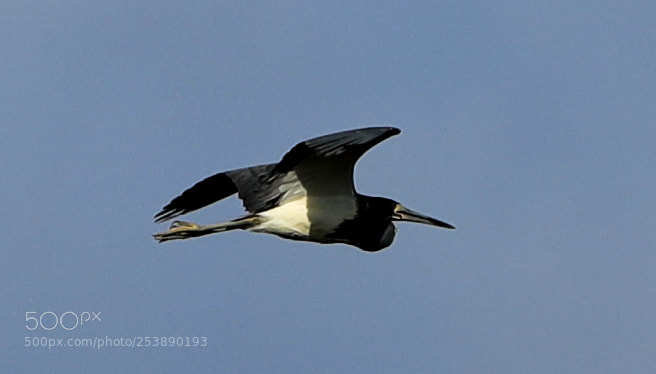 Canon EOS-1D X Mark II sample photo. 04-16-18-0013015.jpg photography