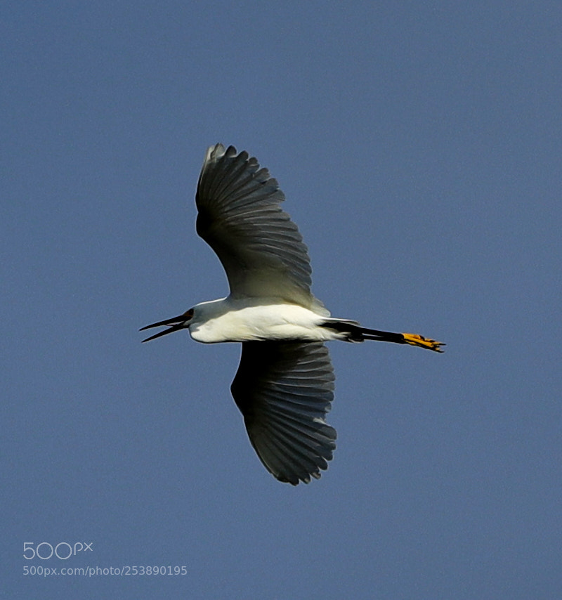 Canon EOS-1D X Mark II sample photo. 04-16-18-0013013.jpg photography