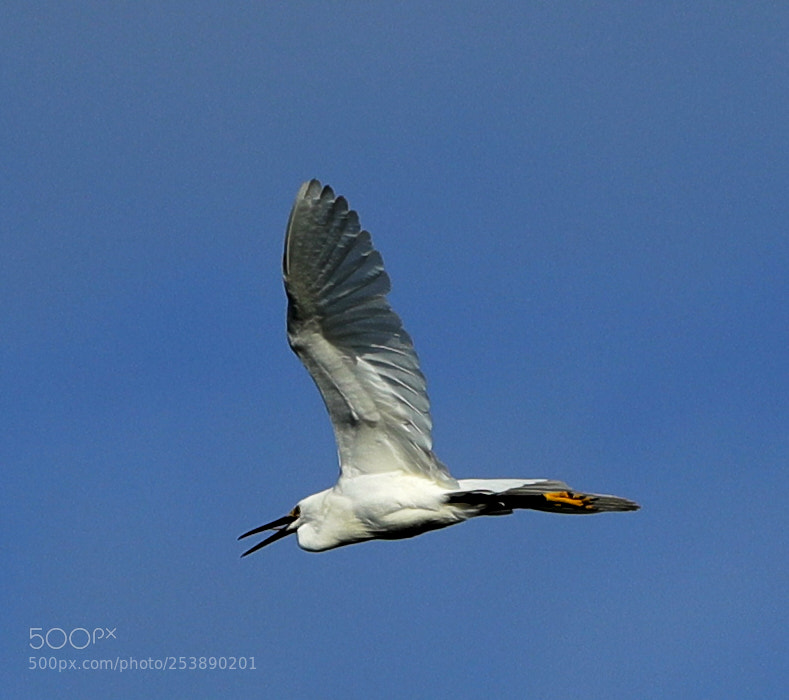 Canon EOS-1D X Mark II sample photo. 04-16-18-0013012.jpg photography