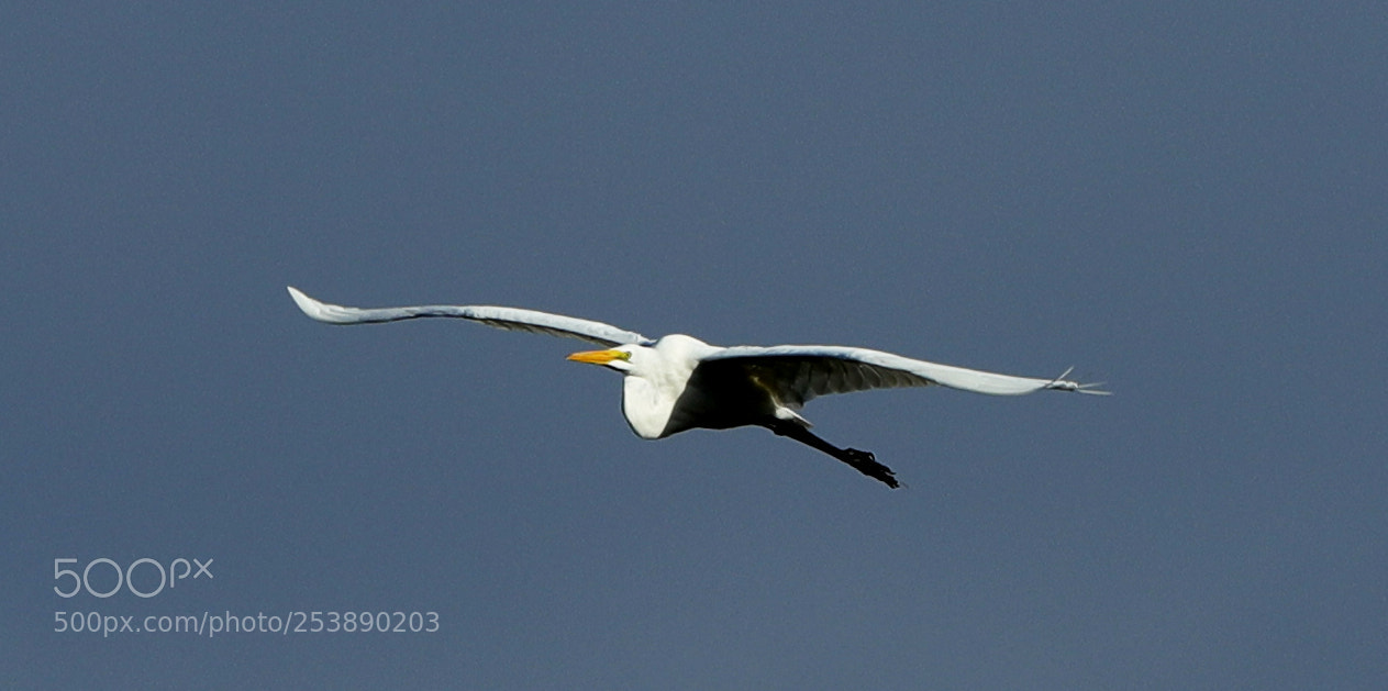 Canon EOS-1D X Mark II sample photo. 04-16-18-0013011.jpg photography