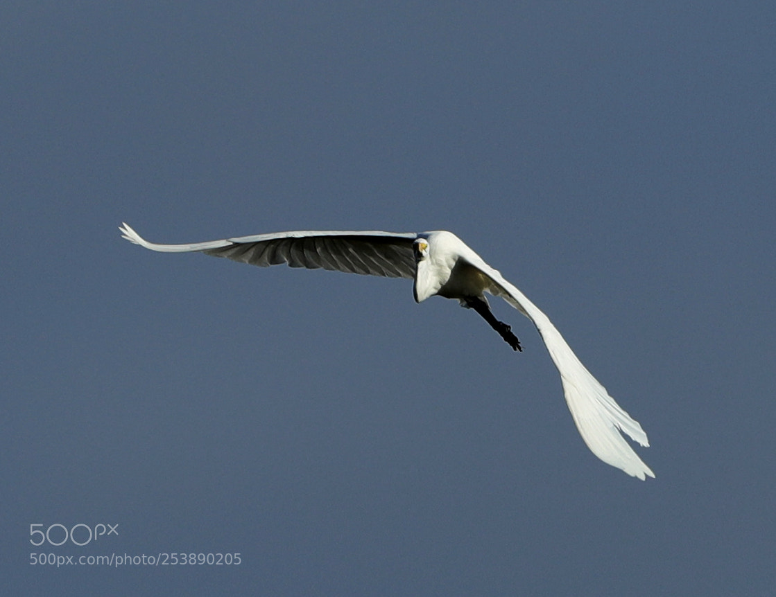 Canon EOS-1D X Mark II sample photo. 04-16-18-0013010.jpg photography