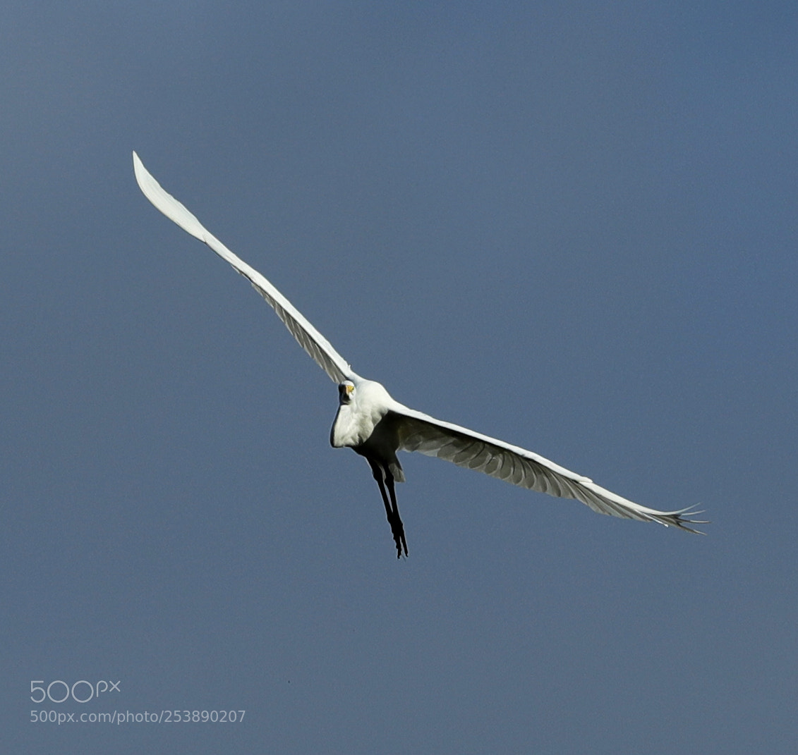 Canon EOS-1D X Mark II sample photo. 04-16-18-0013009.jpg photography
