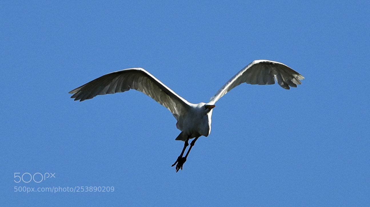 Canon EOS-1D X Mark II sample photo. 04-16-18-0013008.jpg photography