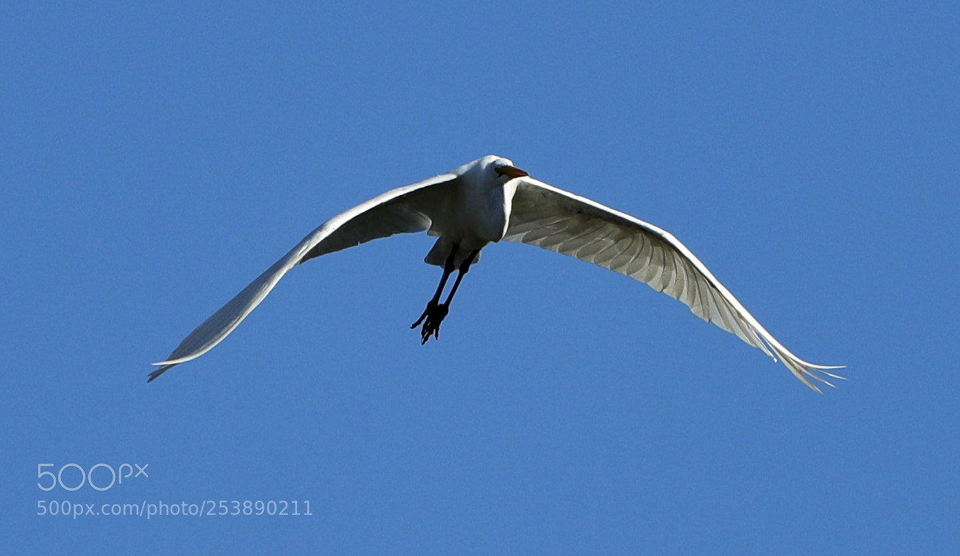 Canon EOS-1D X Mark II sample photo. 04-16-18-0013007.jpg photography