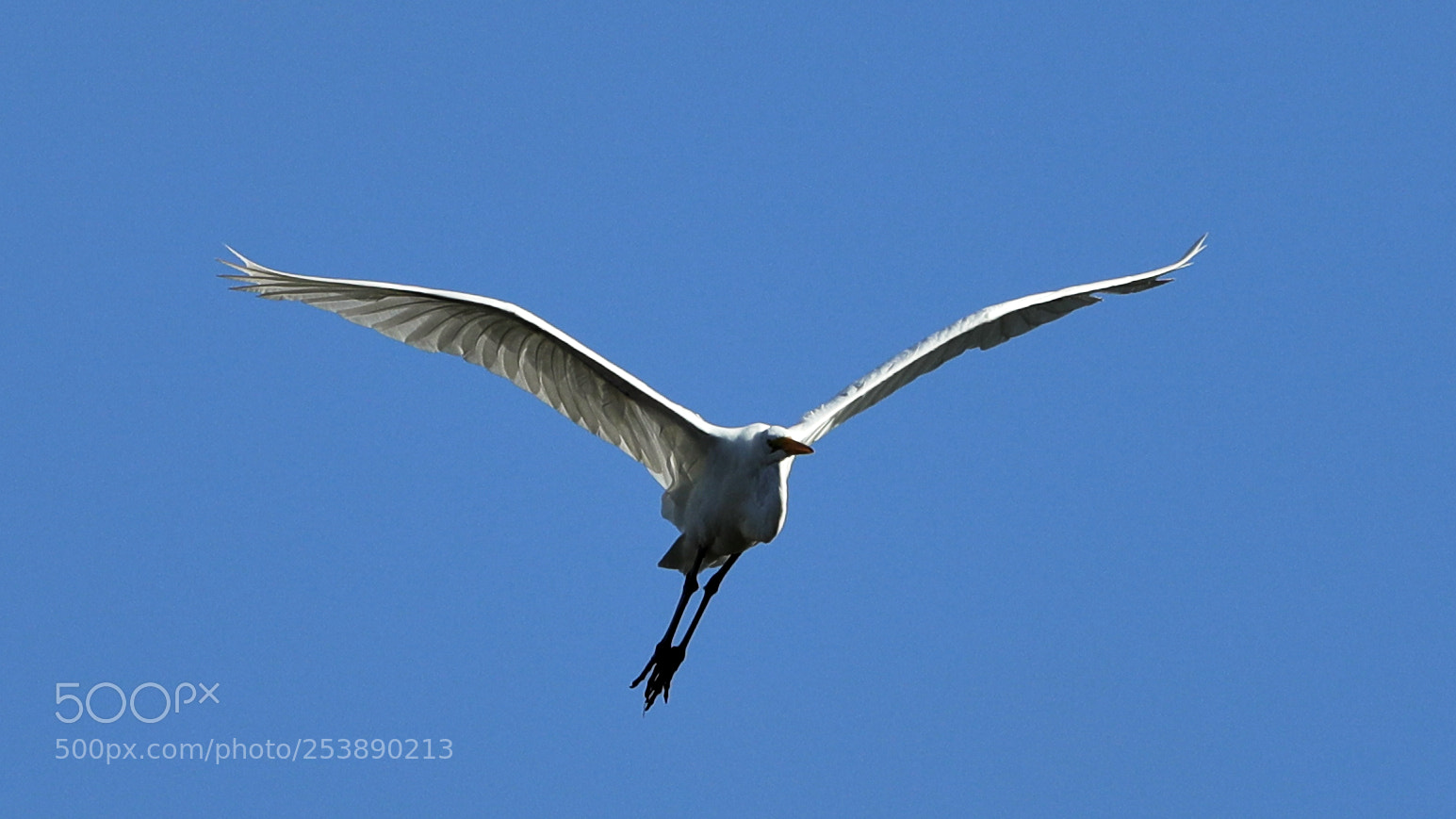 Canon EOS-1D X Mark II sample photo. 04-16-18-0013006.jpg photography