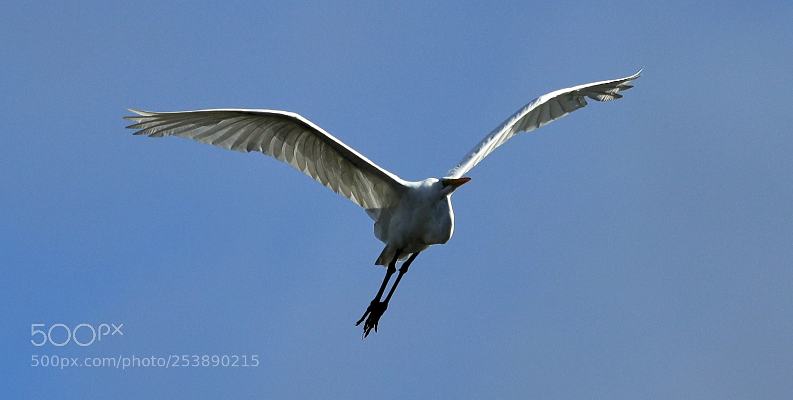 Canon EOS-1D X Mark II sample photo. 04-16-18-0013005.jpg photography