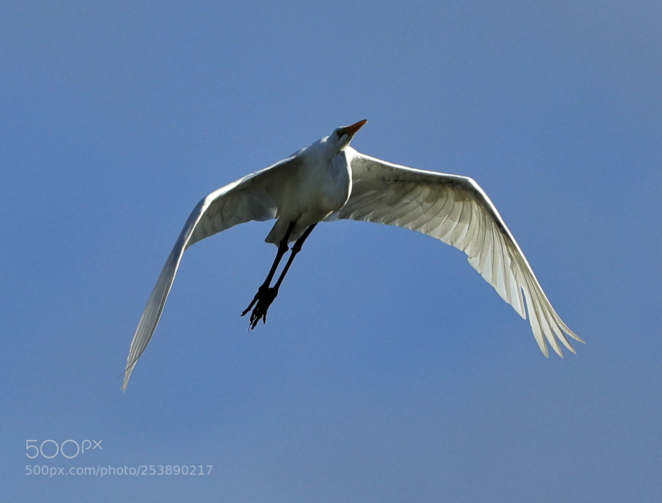 Canon EOS-1D X Mark II sample photo. 04-16-18-0013004.jpg photography