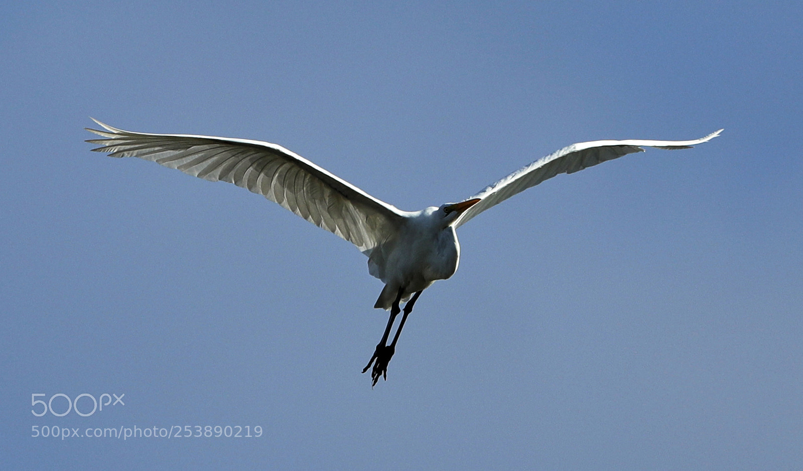 Canon EOS-1D X Mark II sample photo. 04-16-18-0013003.jpg photography