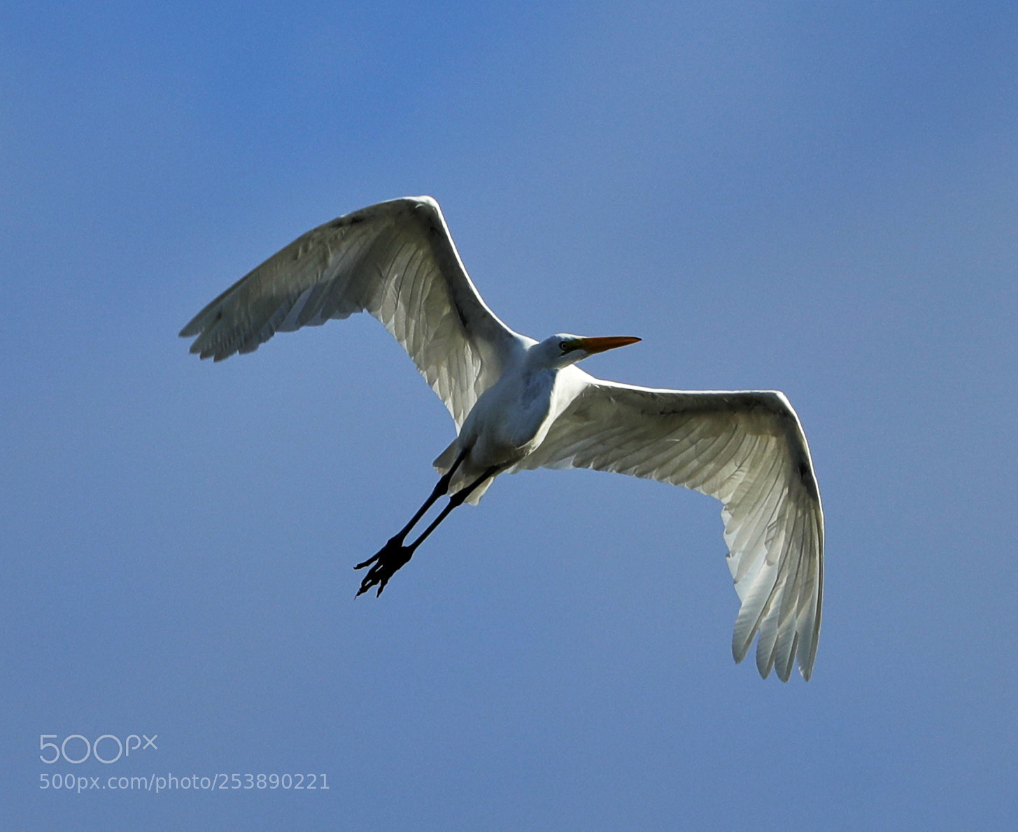 Canon EOS-1D X Mark II sample photo. 04-16-18-0013002.jpg photography