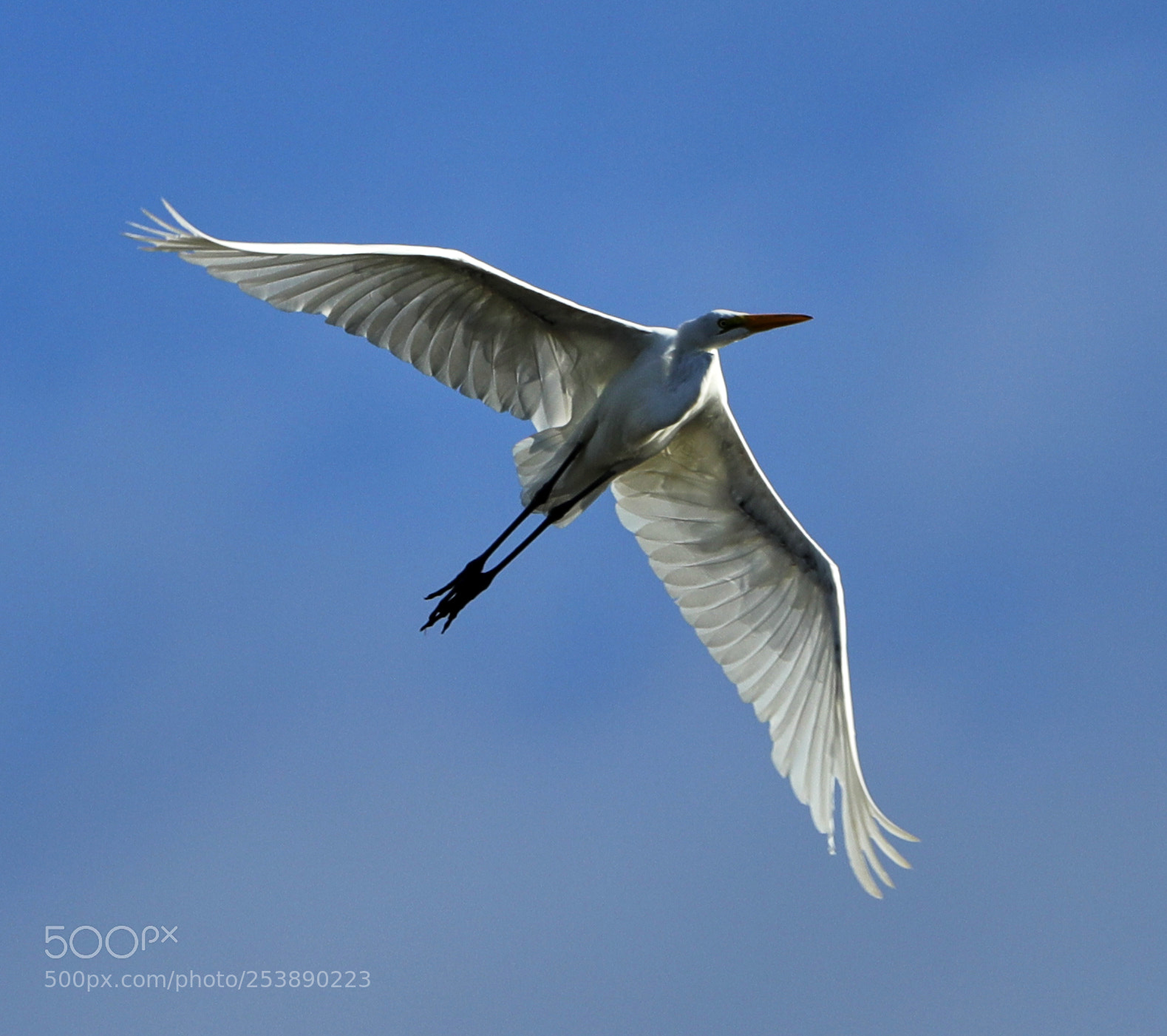 Canon EOS-1D X Mark II sample photo. 04-16-18-0013001.jpg photography