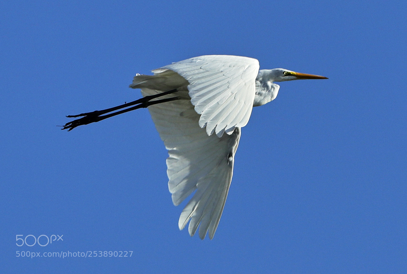 Canon EOS-1D X Mark II sample photo. 04-16-18-0013000.jpg photography