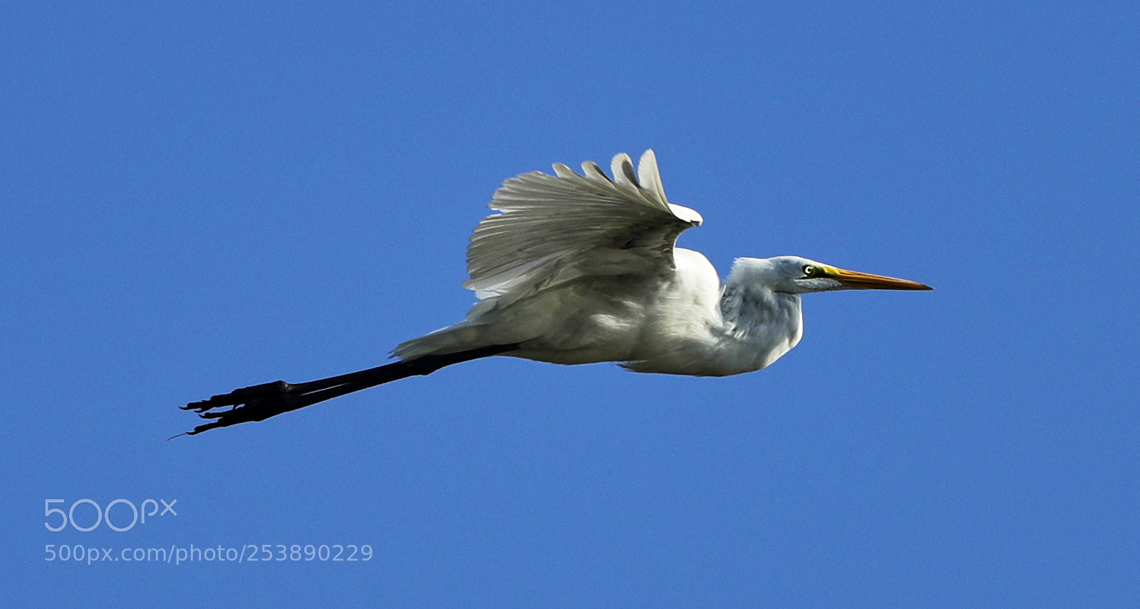 Canon EOS-1D X Mark II sample photo. 04-16-18-0012999.jpg photography