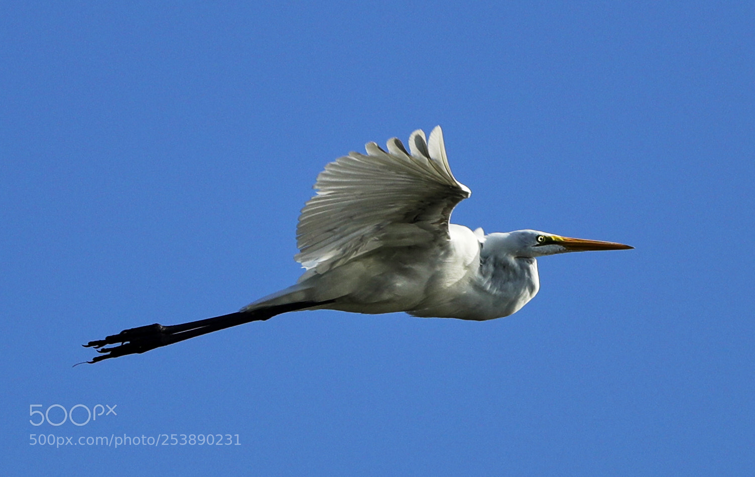 Canon EOS-1D X Mark II sample photo. 04-16-18-0012998.jpg photography