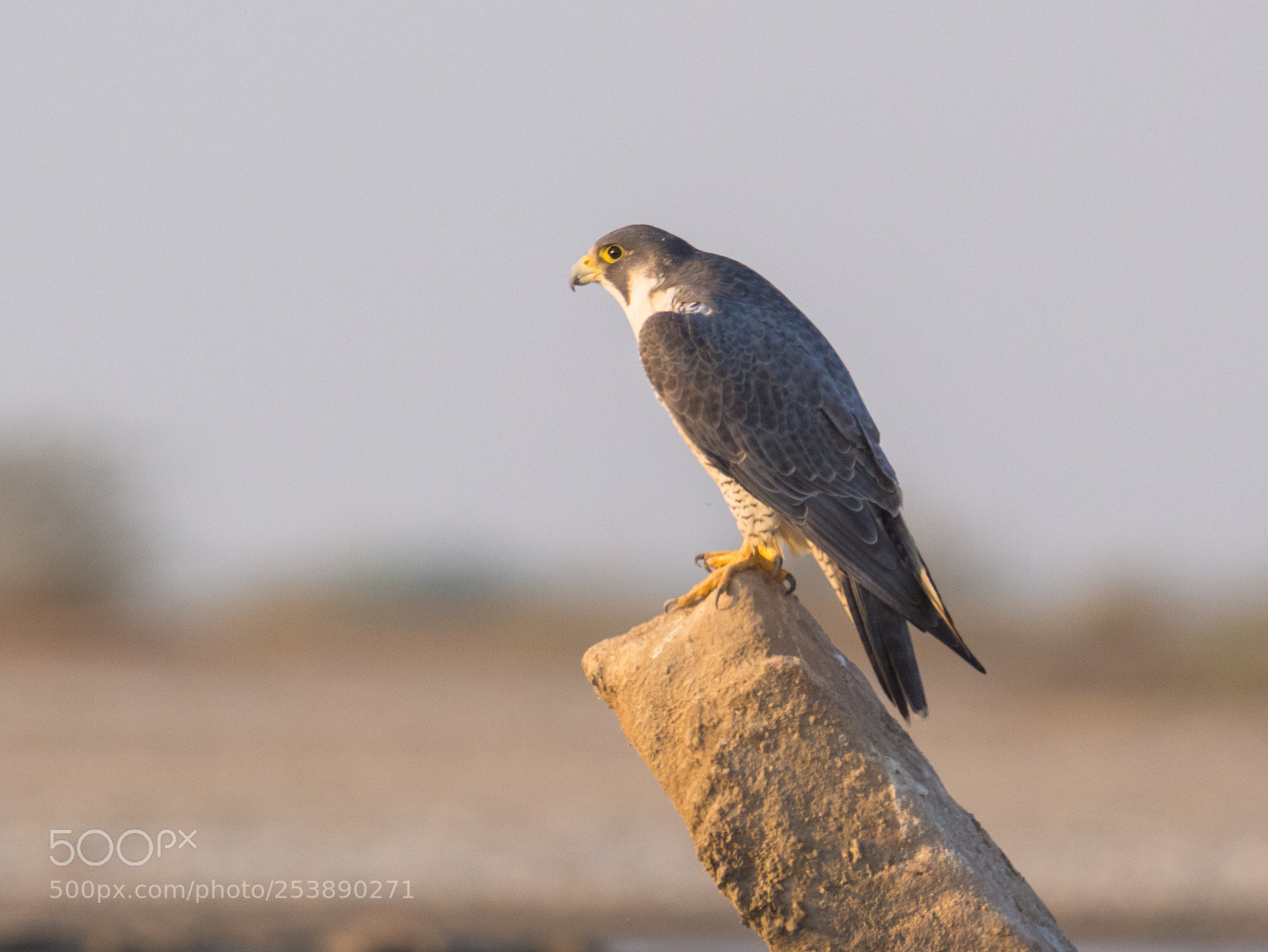 Canon EOS 700D (EOS Rebel T5i / EOS Kiss X7i) sample photo. Peregrine falcon photography