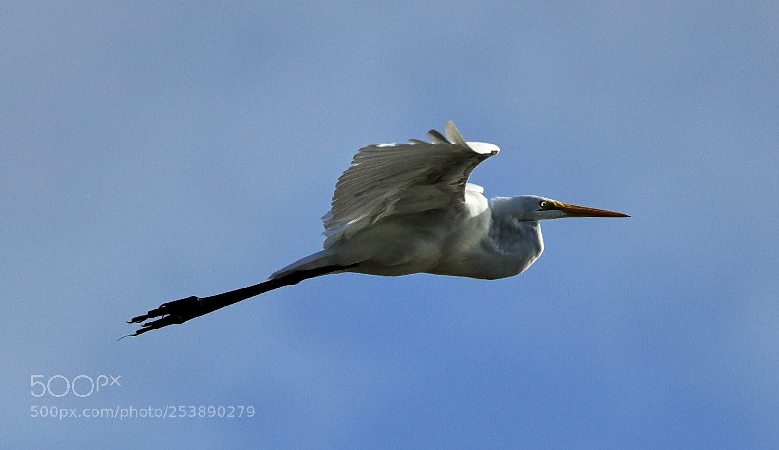 Canon EOS-1D X Mark II sample photo. 04-16-18-0012996.jpg photography