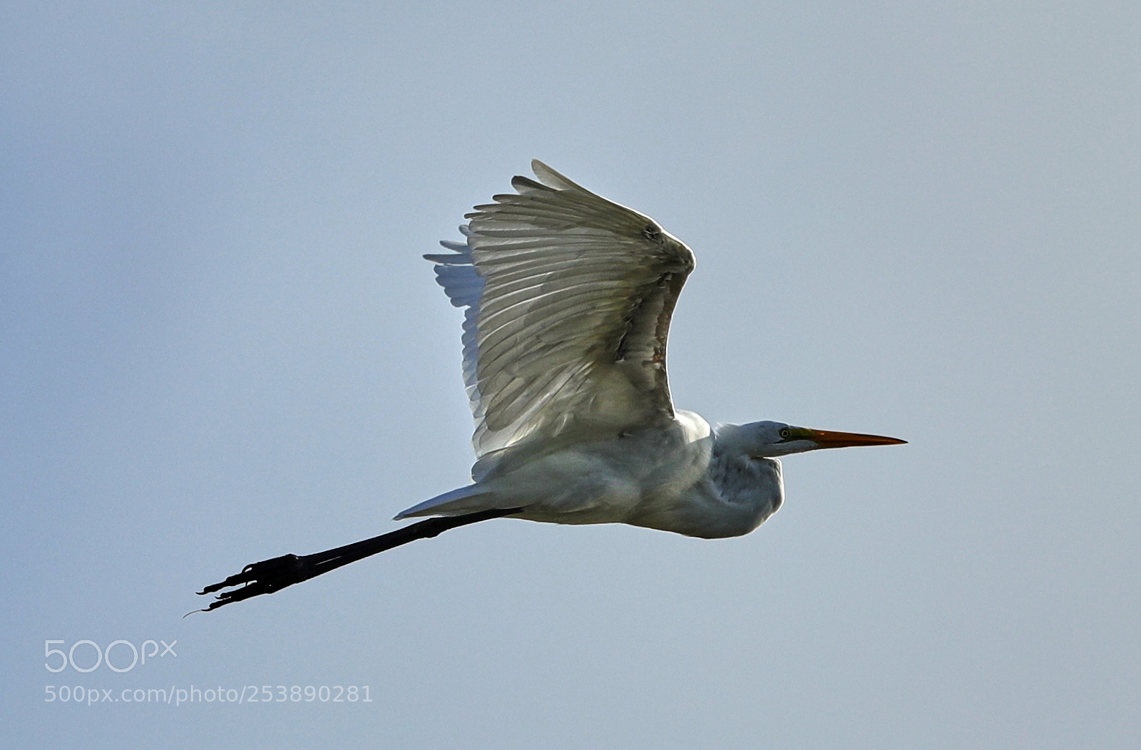 Canon EOS-1D X Mark II sample photo. 04-16-18-0012995.jpg photography