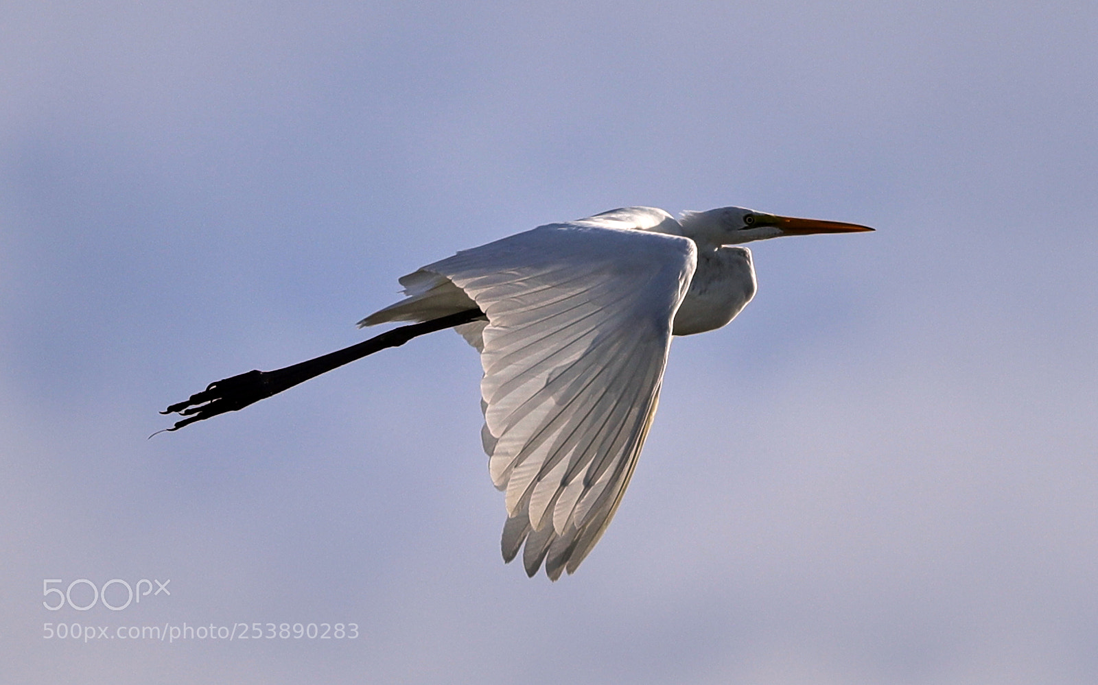 Canon EOS-1D X Mark II sample photo. 04-16-18-0012994.jpg photography