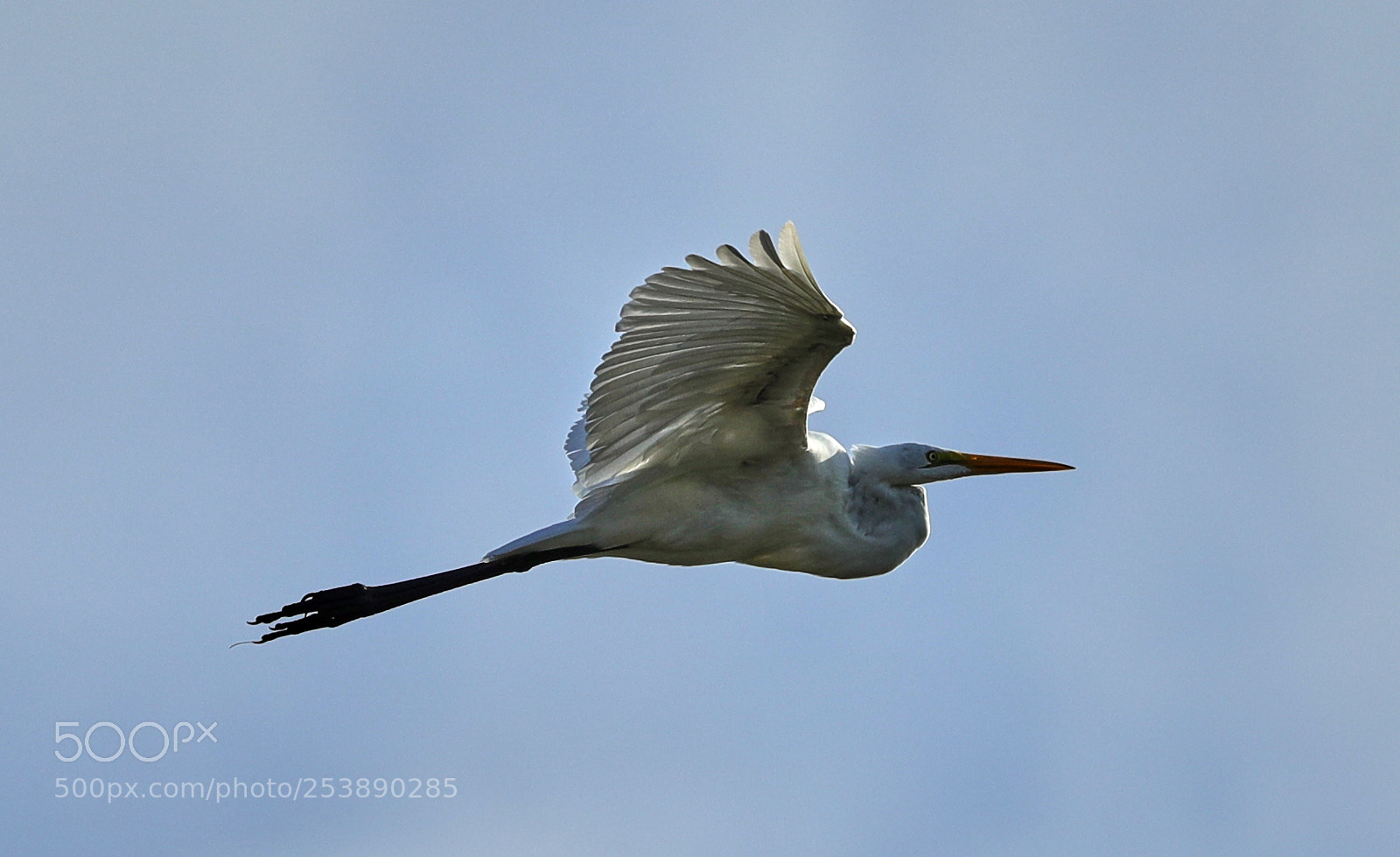 Canon EOS-1D X Mark II sample photo. 04-16-18-0012993.jpg photography